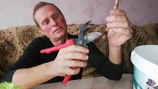 Проращивание на воде