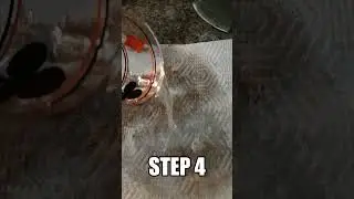 How to Grow an Apple Tree #diy