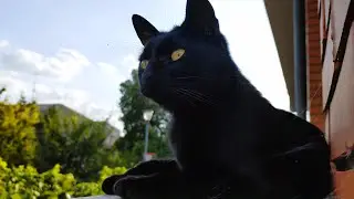 Relaxing Cat Video 268