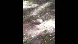 Cat having fun na rayone