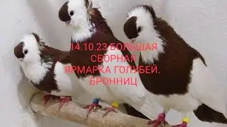 14.10.23 БОЛЬШАЯ СБОРНАЯ ЯРМАРКА ГОЛУБЕЙ. БРОННИЦЫ. Часть 3