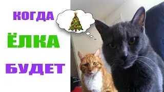 Лютые приколы .Коты ждут ёлку.Угарные мемы.