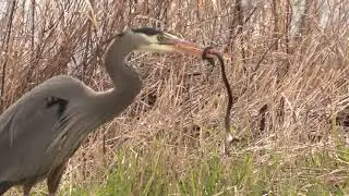 Heron Hunting Two Snakes. Цапля ест двух змей (2462sp)