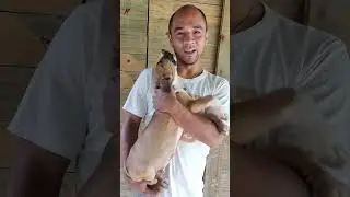 Mike do nosso amigo Miguel do Ceará 🐕 em breve ele vai estar aí com você amigo 🙌 #filabrasileiro