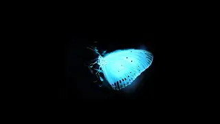Blue butterfly black screen effect | butterfly black screen | butterfly black screen effect