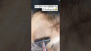 Brushing my dog on weekends😁. #dog #youtubeshorts #viral #doglover #cute #trending #shortsfeed #gsd