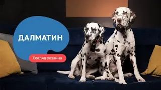 Далматин - все о породе, плюсы и минусы — шоу «Ожидание/реальность»
