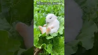 Милота дня :) Shorts