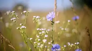 Безмятежность и умиротворение. Иеромонах Роман 