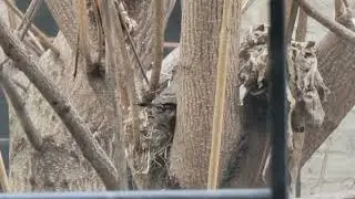 American robin goes hard AF building its trap nest