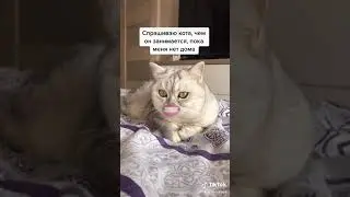 кот говорящий рот. Чем занимается кот