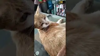 KUCING OYEN SUDAH BANGUN..!!??, DI PIJAT MALAH NAGIH LAGI...