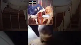 CHIPY CHIPY CHAPA CHAPA. #cat #cats #music #explore #shorts