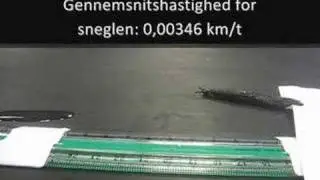 Hastighedstest af snegl