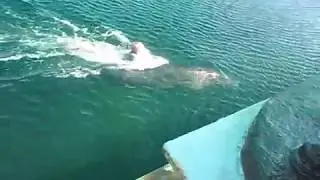 Крым! Дельфины! Море!  2017.