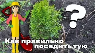 Как правильно посадить тую в открытый грунт осеню 2023 г