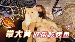 【萌寵】帶緬因貓逛商場吃烤魚，貓咪只能看著不讓吃？#緬因貓 #貓咪 #萌寵 #貓咪的迷惑行為 #萌寵出道計劃 #烤魚 #逛街
