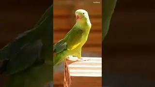 parrot brazilian bird bird pet bird #wildlife #shorts #birds