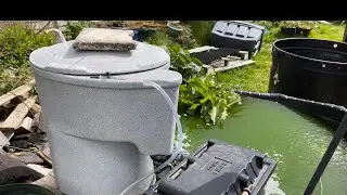 Easter weekend koi fry shenanigans