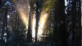 Winter Forest | Stock Footage - Videohive
