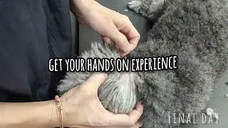 🐾 Calling all dog owners! 🐾