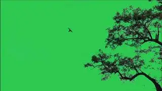 Tree green screen video, Green screen tree, tree green screen effect kinemaster, P-3