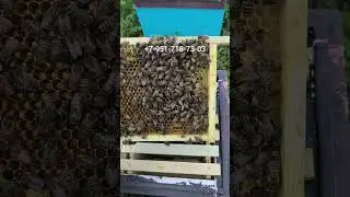 Матки начинают сеять на 4 день после ИО