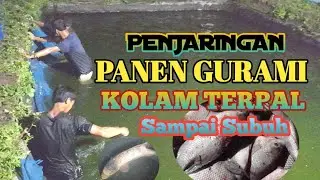 PENJARINGAN PANEN GURAMI || KOLAM TERPAL || SAMPAI SUBUH