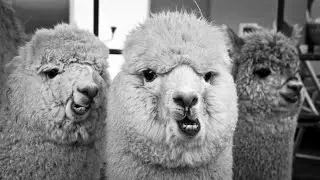 ALPAKA SESİ (ALPACA SOUND)