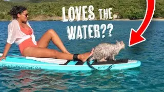 Join Squid! The BOAT-LIVING Bengal Cat, on His Journey!
