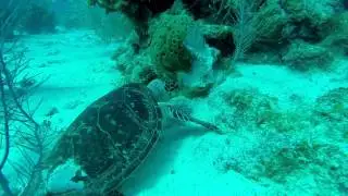 Sea Turtle eating sponge