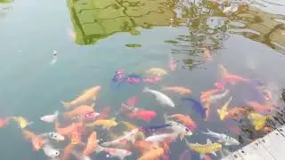 চিকলি ওয়াটার পার্ক