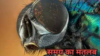 मक्खी इतना तेज कैसे उड़ती है?/प्रत्येक जीवों के लिए समय का मतलब क्या होता है? #knowledge_fact
