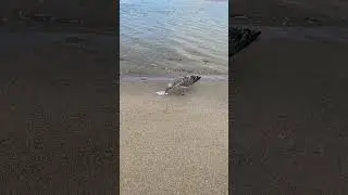 Möwe VS Heilbutt