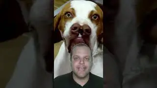 esse cachorro tem o nariz repartido!!