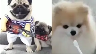 These cute and funny puppies will surely make you laugh | Funny puppy video | Cute Pets Kingdom