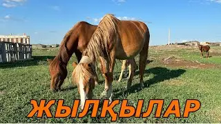 Жылқылар #ауылөмірі #жылкылар #айғыр #қазақстан #ауылым