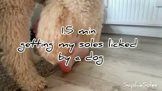 Dog licking and tickling girl”s feet 