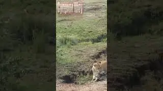 Лев поймал детеныша Антилопы