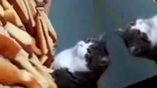 Cursed Images cat edition