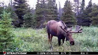 Game Camera Adventures: The Whine of the Rut