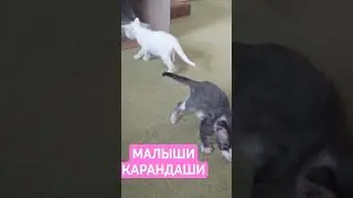 Маиза белая кошка с разными глазами 