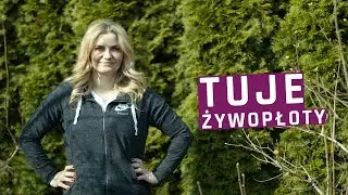 Tuja - odmiany, pielęgnacja. Jak zadbać o tuje wiosną?