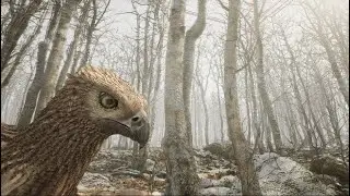 realistic bird 4K + forest in Unreal Engine 5 with groom UE5