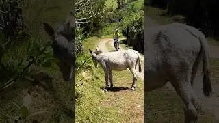 Shrek and Donkey on another whirlwind adventure!