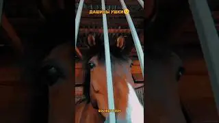 ⚡я всегда онлайн в телеграме - @eqvirey