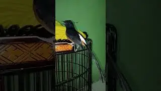 Murai Batu Medan Gacor