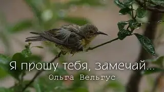 Ольга Вельгус  Я ПРОШУ ТЕБЯ, ЗАМЕЧАЙ....2024