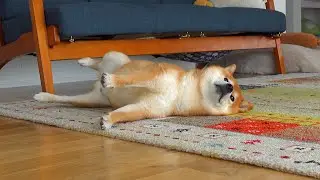 柴犬に寝起きドッキリ仕掛けようとしたらママ涙目に。