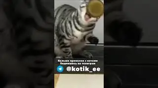 Смешные коты без озвучки 7 нарезка 